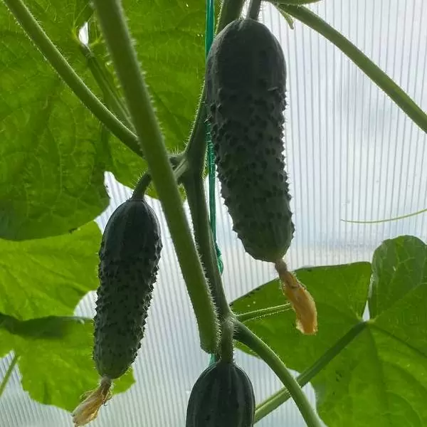 Как правильно посадить огурцы в теплице Как правильно посадить огурцы в теплице